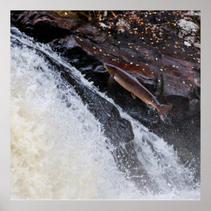 Zeezalmsalmo salar poster