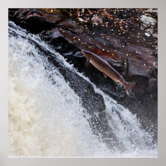 Zeezalmsalmo salar poster (Voorkant)