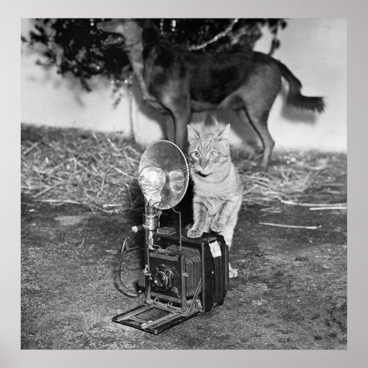 Zeg Catnip: 1936 Poster (Voorkant)