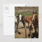 Zeg Cheese!  :) Briefkaart (Voorkant / Achterkant)