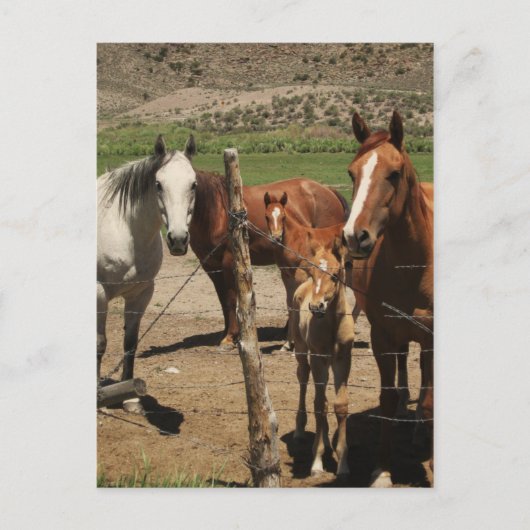 Zeg Cheese!  :) Briefkaart (Voorkant)