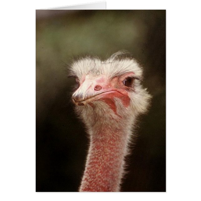 Zeg dat nog eens? (Voorkant)