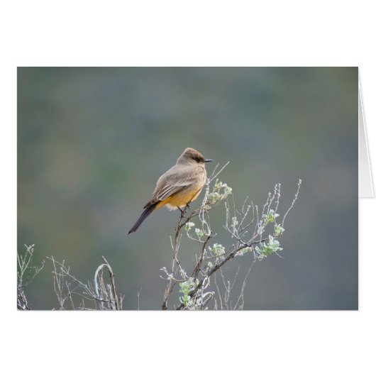 Zeg dat Phoebe in de sage zit (Voorkant Horizontaal)