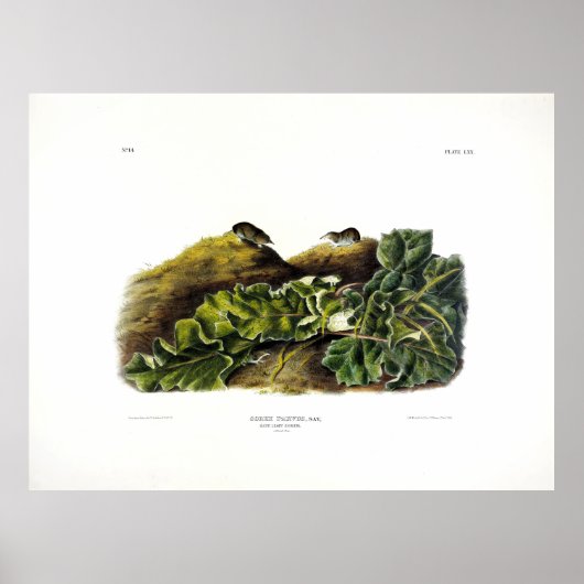 Zeg de kleinste winkels, of de Noord-Amerikaanse M Poster (Voorkant)