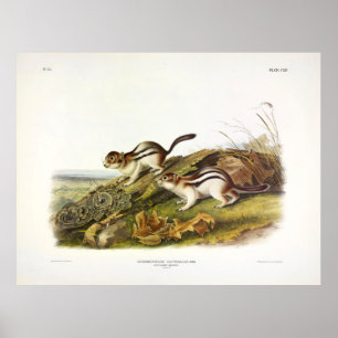 Zeg het Marmot Squirrel (gegloeide grond) Poster