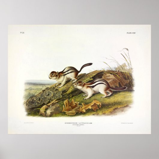 Zeg het Marmot Squirrel (gegloeide grond) Poster (Voorkant)