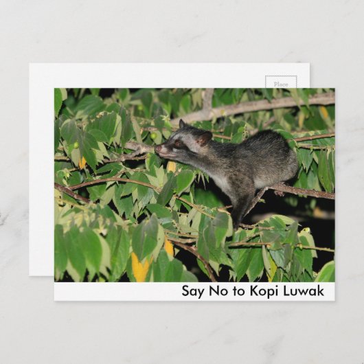 Zeg nee tegen Kopi Luwak Briefkaart (Voorkant / Achterkant)