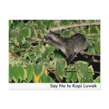 Zeg nee tegen Kopi Luwak Briefkaart