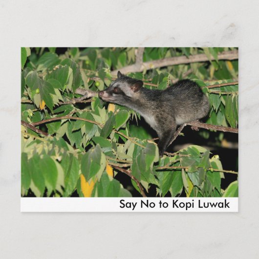 Zeg nee tegen Kopi Luwak Briefkaart (Voorkant)