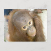 Zeg nee tegen wreedheid briefkaart (Voorkant)