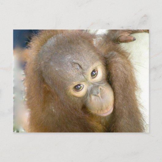 Zeg nee tegen wreedheid briefkaart (Voorkant)