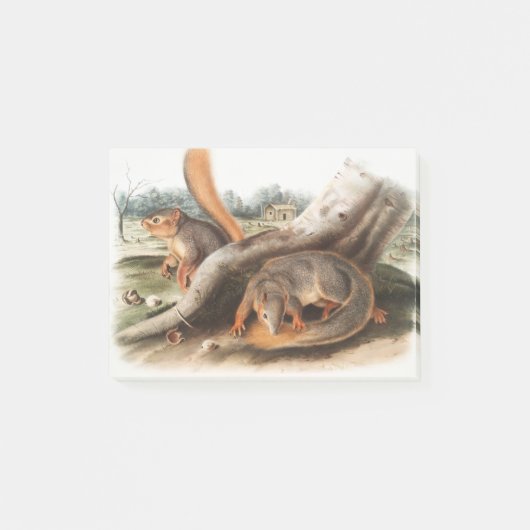 Zeg Squirrel Girl Boy Pet Giftssquirrel feeder Post-it® Notes (Voorkant)