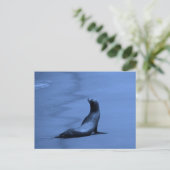Zegel bij nacht briefkaart (Staand voorkant)
