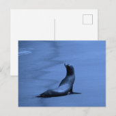 Zegel bij nacht briefkaart (Voorkant / Achterkant)