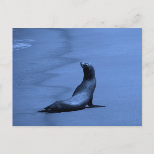Zegel bij nacht briefkaart (Voorkant)