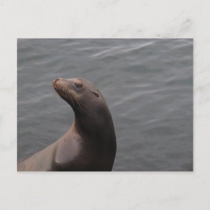 Zegel - CA in Montery Bay Briefkaart