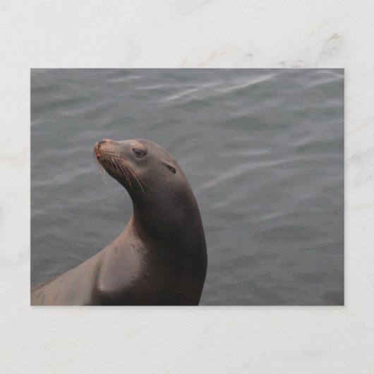 Zegel - CA in Montery Bay Briefkaart (Voorkant)