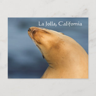Zegel op het strand. La Jolla, Californië Briefkaart