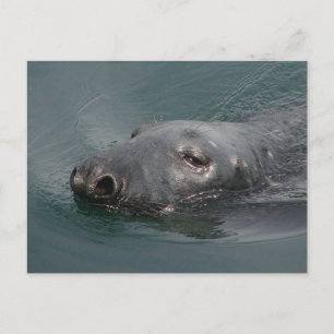 Zegel, Stornoway Harbour, buitenste hebriden Briefkaart