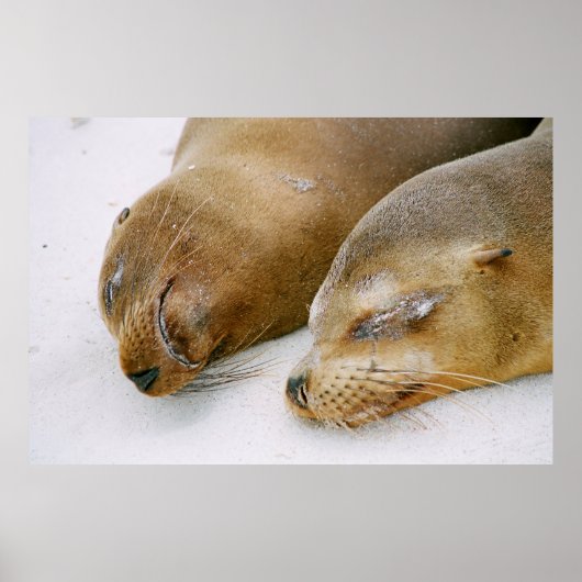 ZEGELS KOMEN DE ZONSHINE EN ELKAAR AAN DE ZIJDE POSTER (Voorkant)