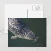 Zegelzwemmen onder water 2 briefkaart (Voorkant / Achterkant)