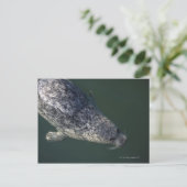 Zegelzwemmen onder water 2 briefkaart (Staand voorkant)