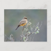 Zeg's Phoebe Briefkaart (Voorkant)