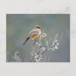 Zeg's Phoebe Briefkaart