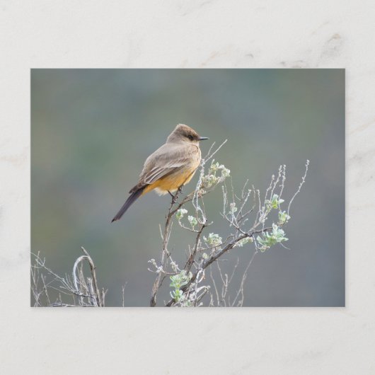 Zeg's Phoebe Briefkaart (Voorkant)