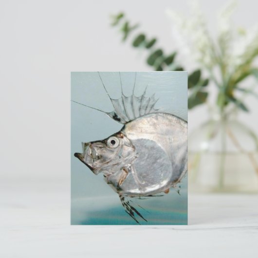 Zeidae Fish Briefkaart (Staand voorkant)