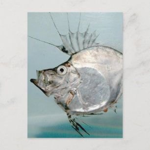 Zeidae Fish Briefkaart