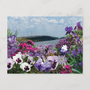 Zeilbootbrug en bloemen 15r1 ansichtkaart briefkaart