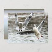 Zeilen in de vlucht briefkaart (Voorkant / Achterkant)