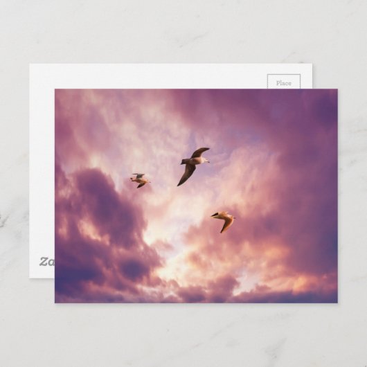 Zeilen vliegen in een zonnehemel briefkaart (Voorkant / Achterkant)