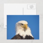 Zeilende Amerikaanse Zeearend Briefkaart (Voorkant / Achterkant)