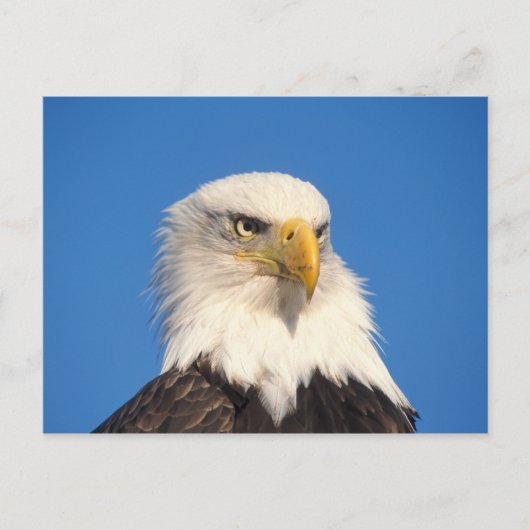 Zeilende Amerikaanse Zeearend Briefkaart (Voorkant)