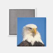 Zeilende Amerikaanse zeearend Magneet (Voorkant / Achterkant)