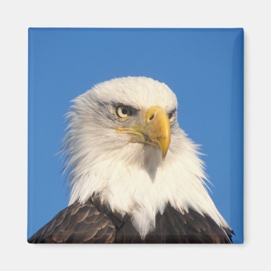 Zeilende Amerikaanse zeearend Magneet (Voorkant)