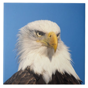 Zeilende Amerikaanse Zeearend Tegeltje