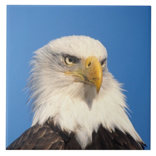 Zeilende Amerikaanse Zeearend Tegeltje (Voorkant)