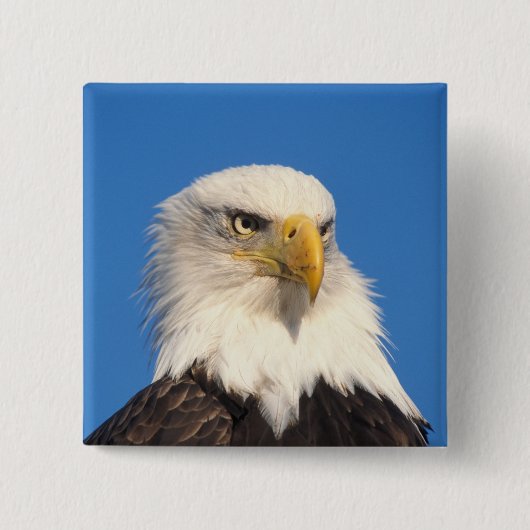 Zeilende Amerikaanse Zeearend Vierkante Button 5,1 Cm (Voorkant)
