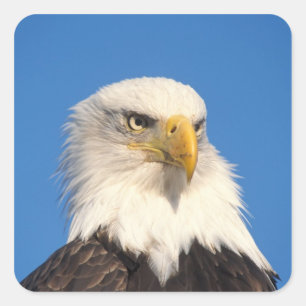 Zeilende Amerikaanse Zeearend Vierkante Sticker