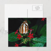 Zeiler op rode pentaglobloemen briefkaart (Voorkant / Achterkant)