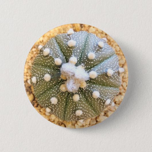 Zelden Astrofytum Asterias Patrooncactus Ronde Button 5,7 Cm (Voorkant)
