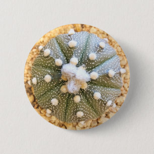 Zelden Astrofytum Asterias Patrooncactus Ronde Button 5,7 Cm