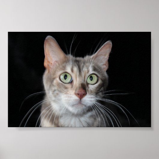 Zelden blauwe, gemarmerde bengalige kat foto poster (Voorkant)