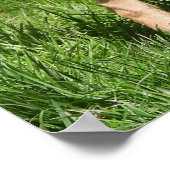 Zelden blauwe herders poster (Hoek)