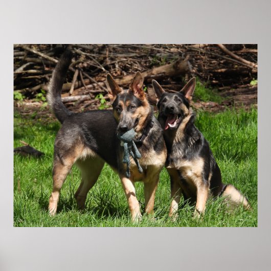 Zelden blauwe herders poster (Voorkant)