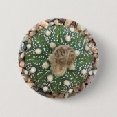 Zelden Groene Astrofytum Asterias Patrooncactus Ronde Button 5,7 Cm (Voorkant)