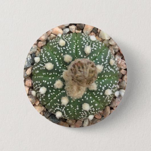 Zelden Groene Astrofytum Asterias Patrooncactus Ronde Button 5,7 Cm (Voorkant)